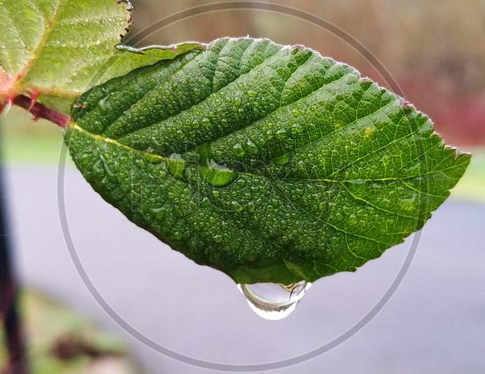 Morning dew of a leaf in the winter