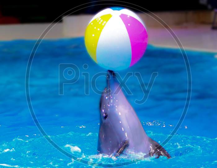 Dolphin and the ball