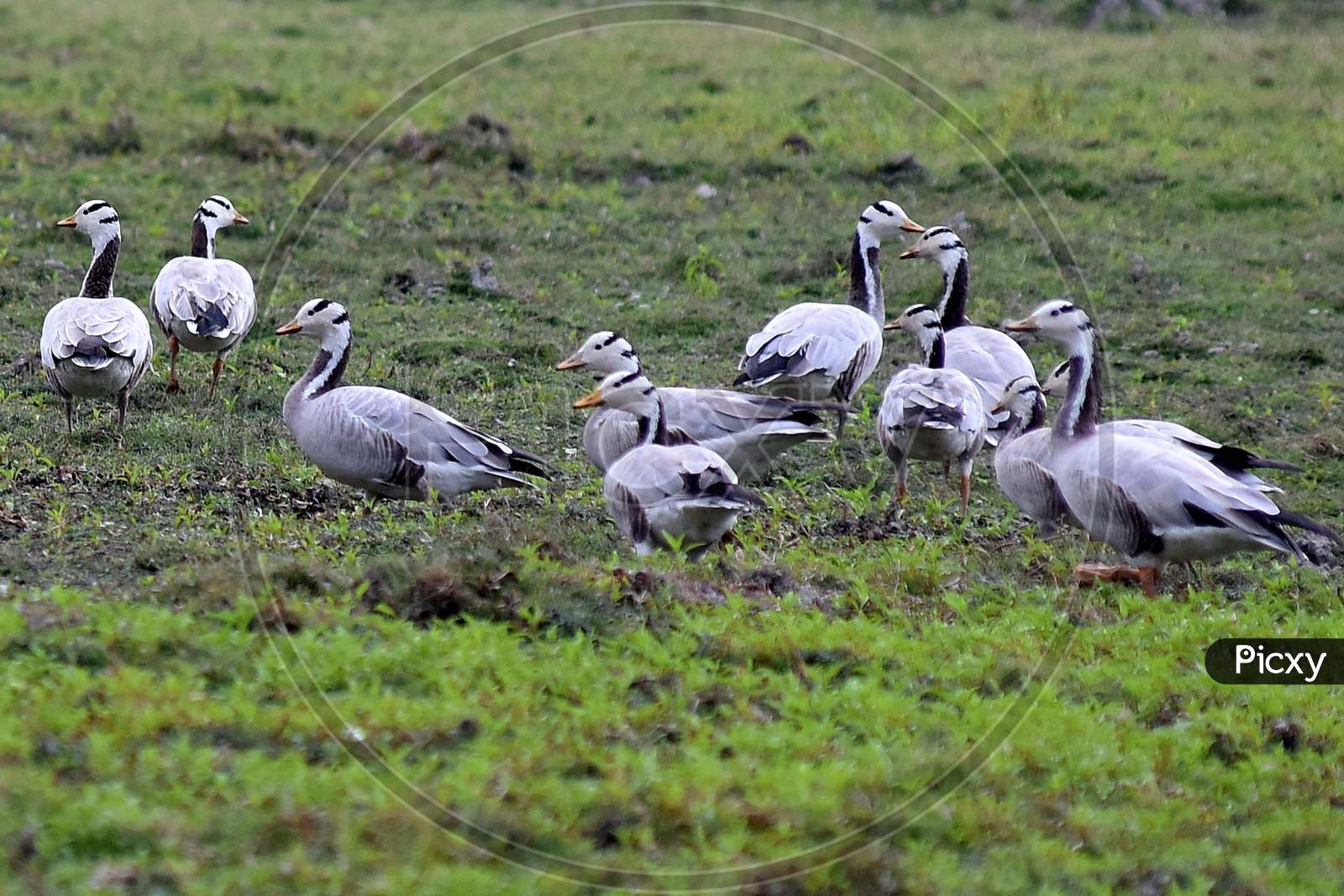 Migratory  Bar Headed Geese