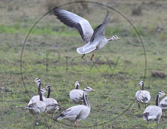 Migratory  Bar Headed Geese