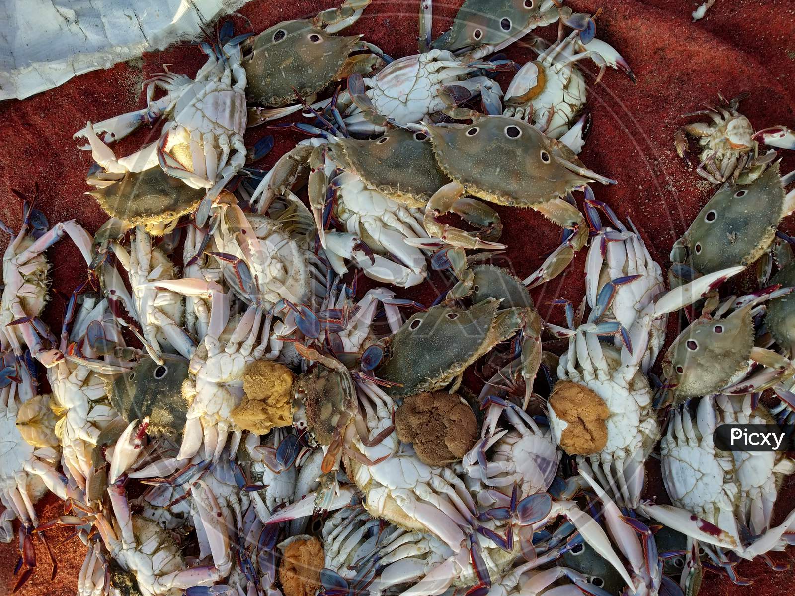 Fresh Catch Of Crab  by Fisherman At a Hamlet Near Pondicherry