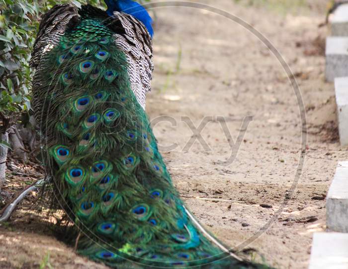 peacock at the kings place