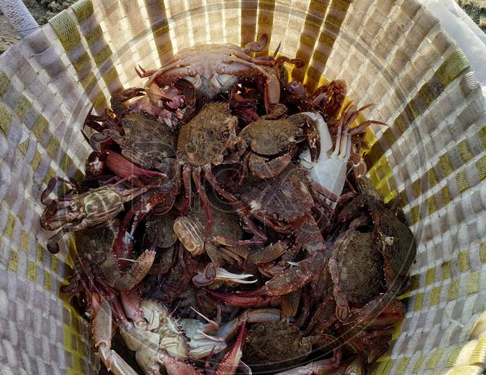 Crabs in an Basket At a Fishing Hamlet Near Pondicherry