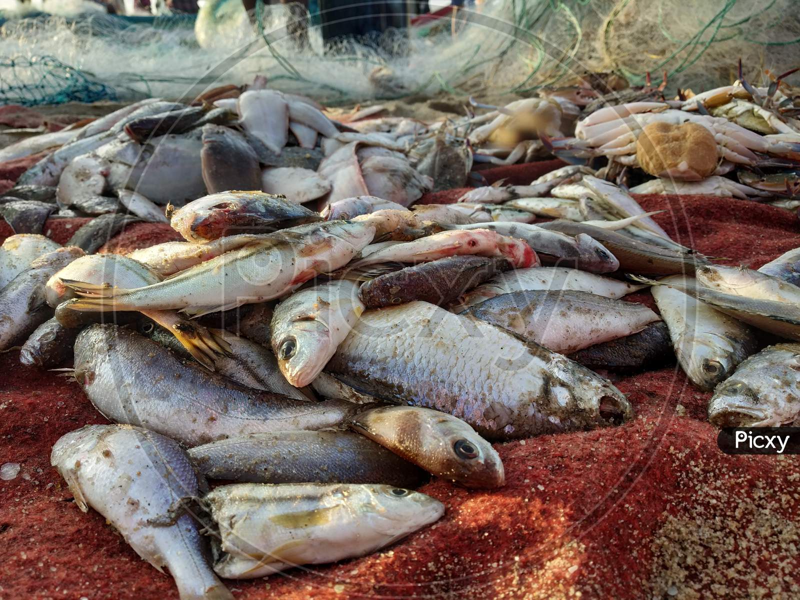Fresh Catch Of Fish   by Fisherman At a Hamlet Near Pondicherry