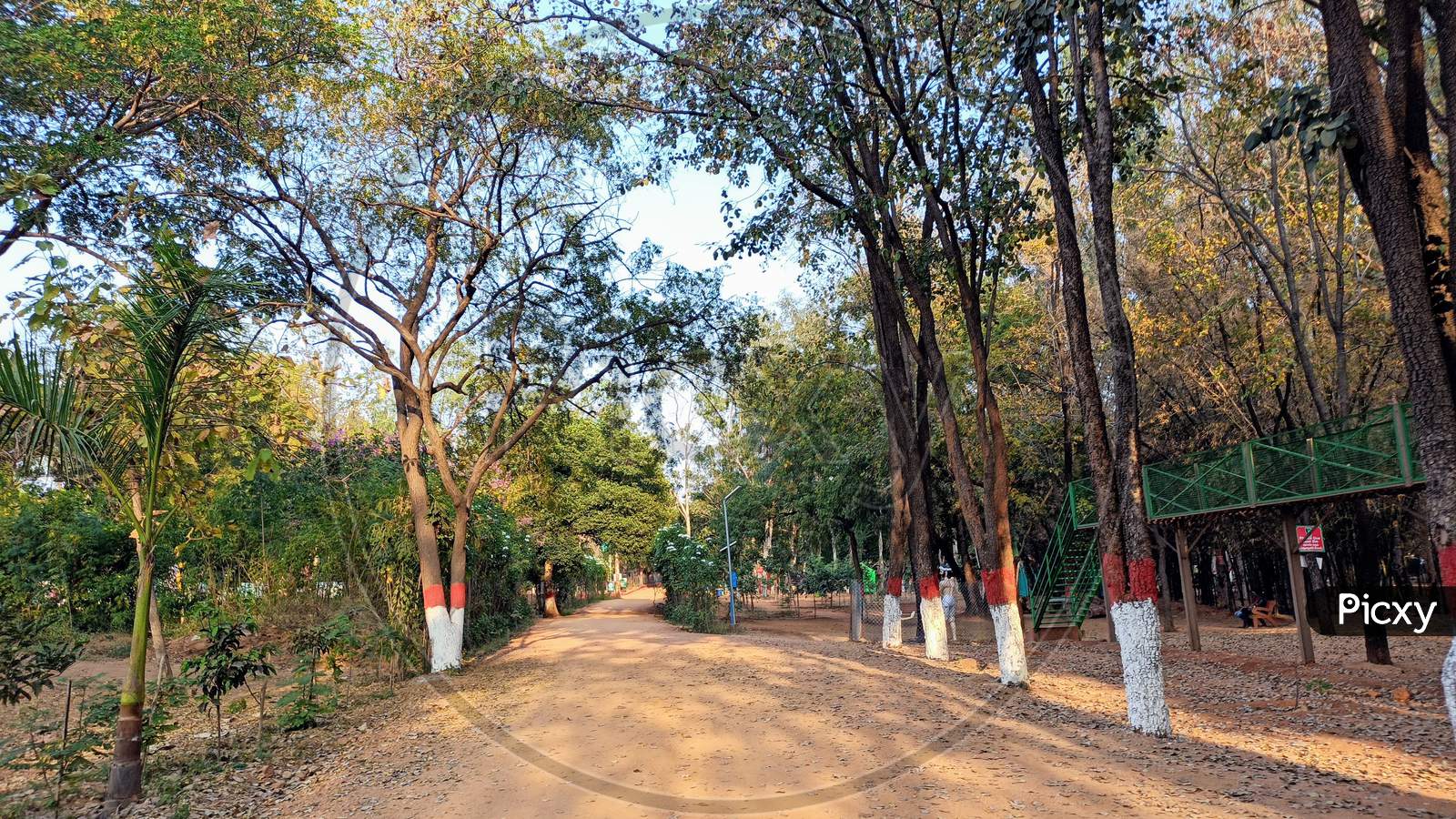 Erra Chandanam Trees at Mayuri Eco Park Mahabubnagar Telangana India