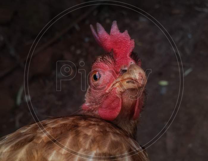indian backyard hen portrait