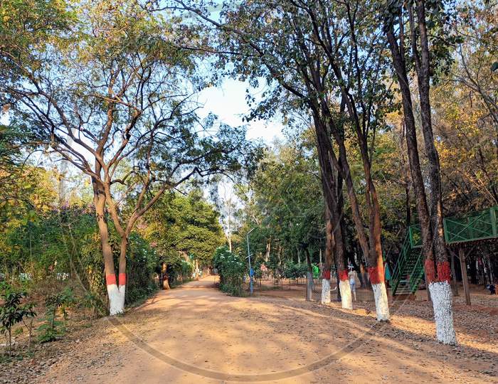 Erra Chandanam Trees at Mayuri Eco Park Mahabubnagar Telangana India