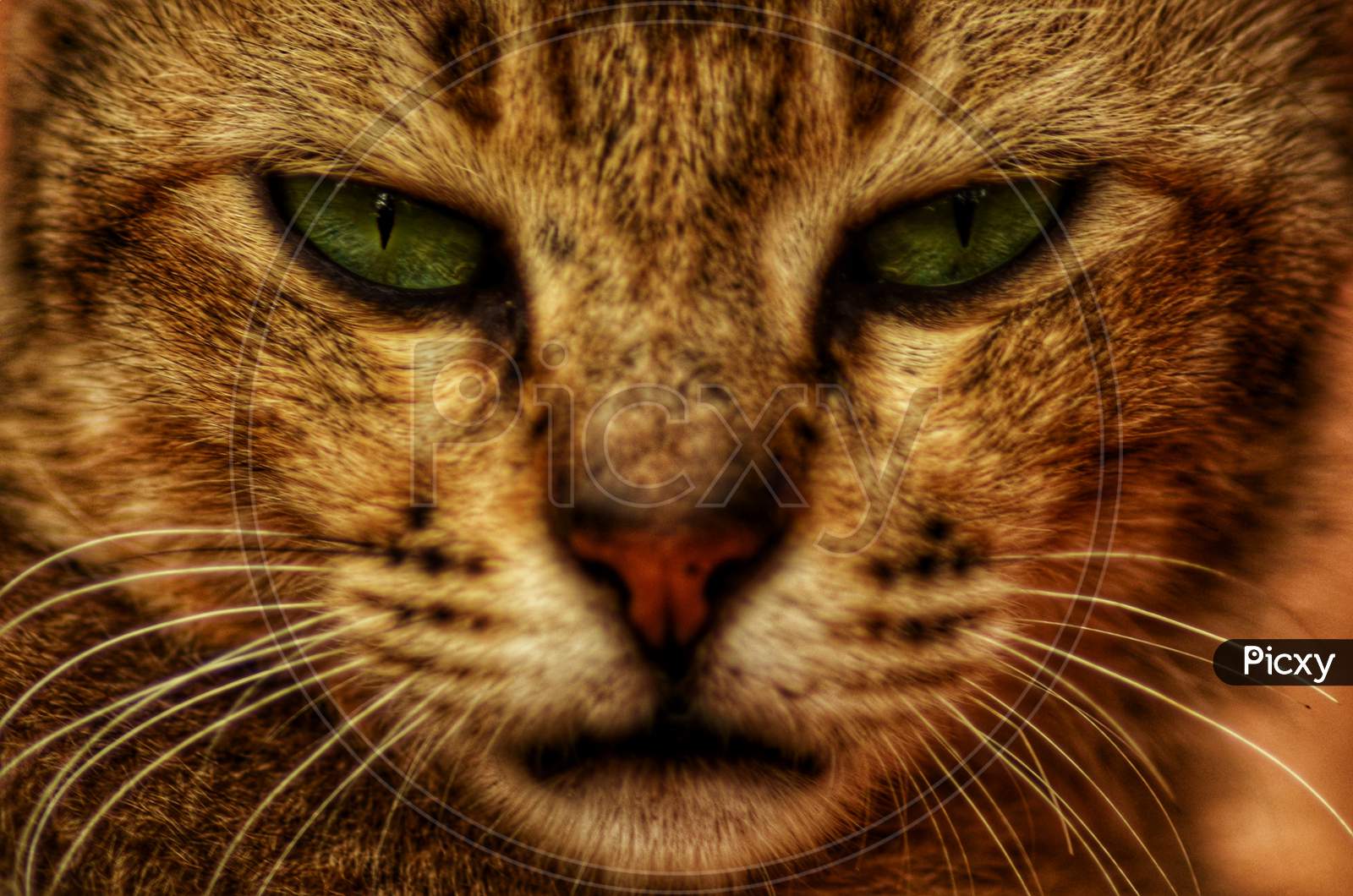 Face of a Cat Closeup
