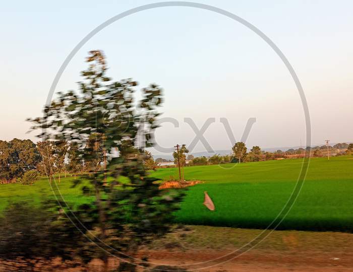 Agriculture Fields at Rural Telangana India