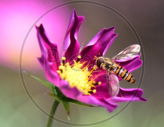 Bee Collecting Nectar from Flower