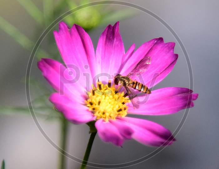 Bee Collecting Nectar from Flower