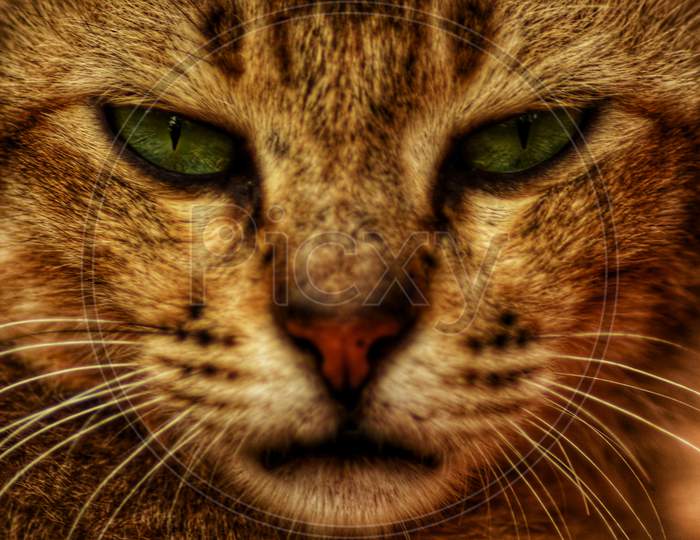 Face of a Cat Closeup
