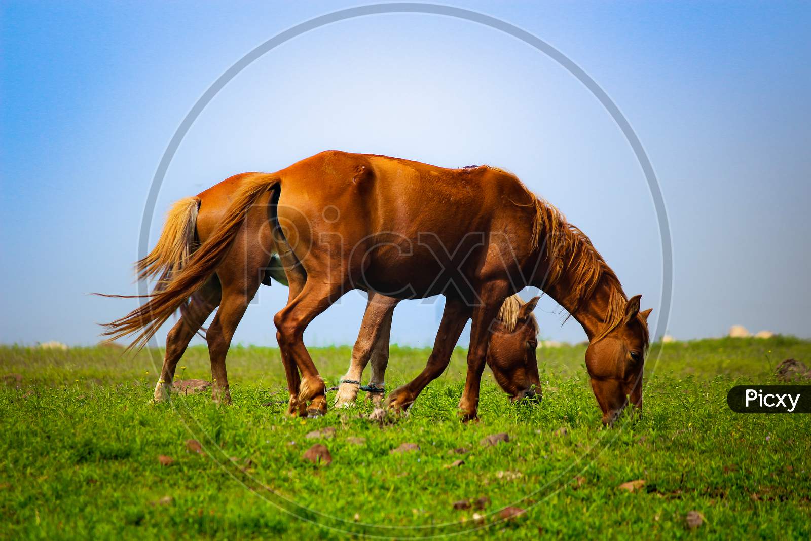 Domestic horses grazing in an open land