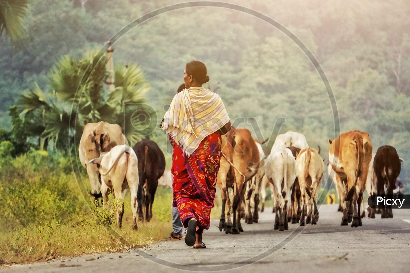 Natural photograph. Women taking care of Cattle.
