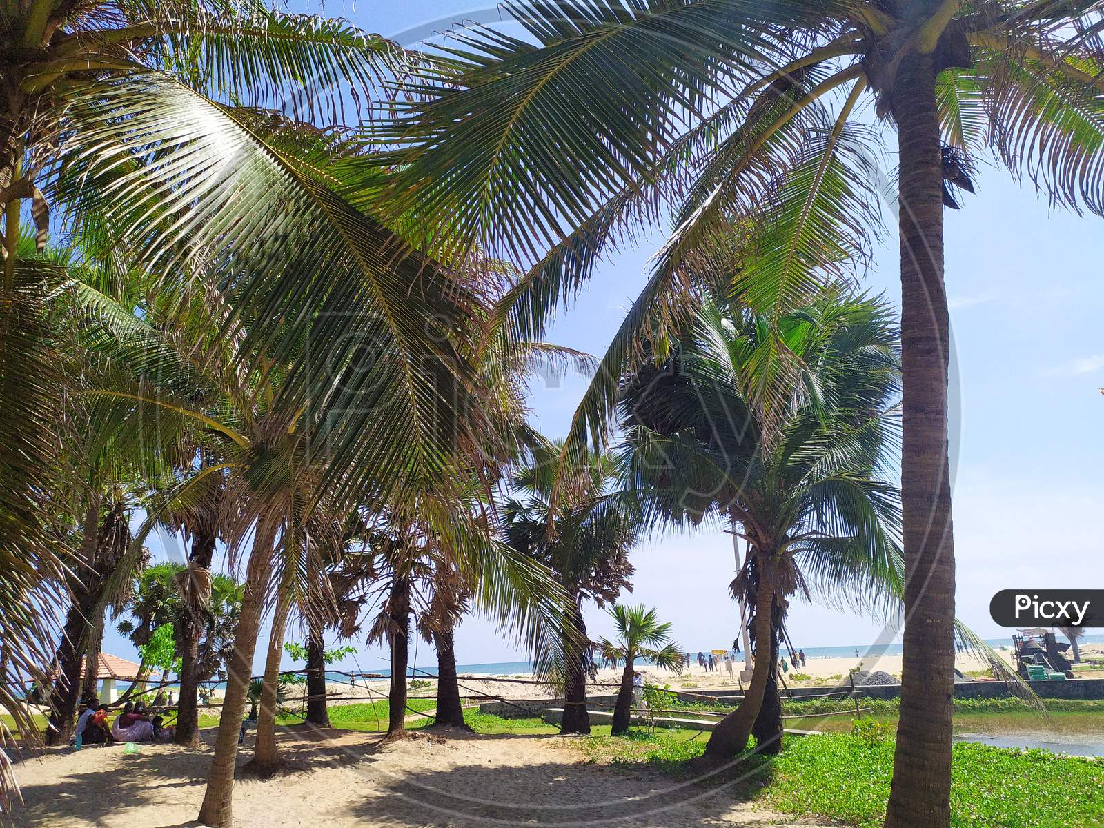 Coconut Trees at a Beach