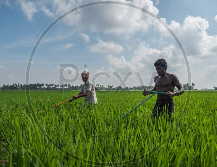 Two Farmers Working In Their Paddy Field On A Clear Sunny Day