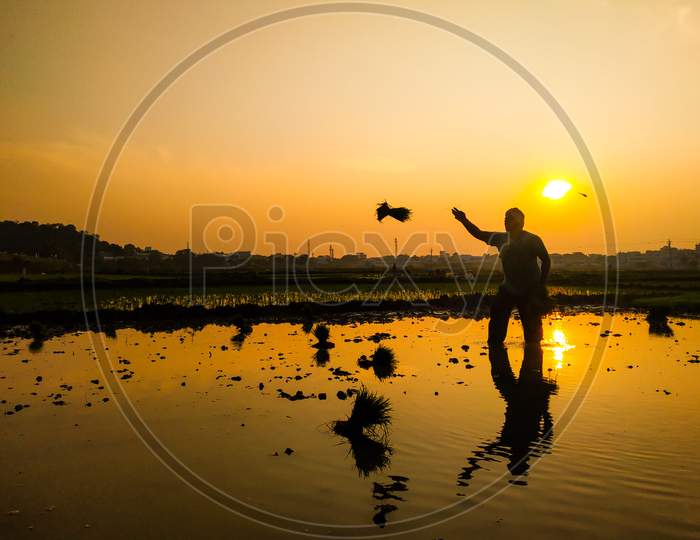 Silhouette Of A Farmer In a Paddy Field With Sunset Sky In Background