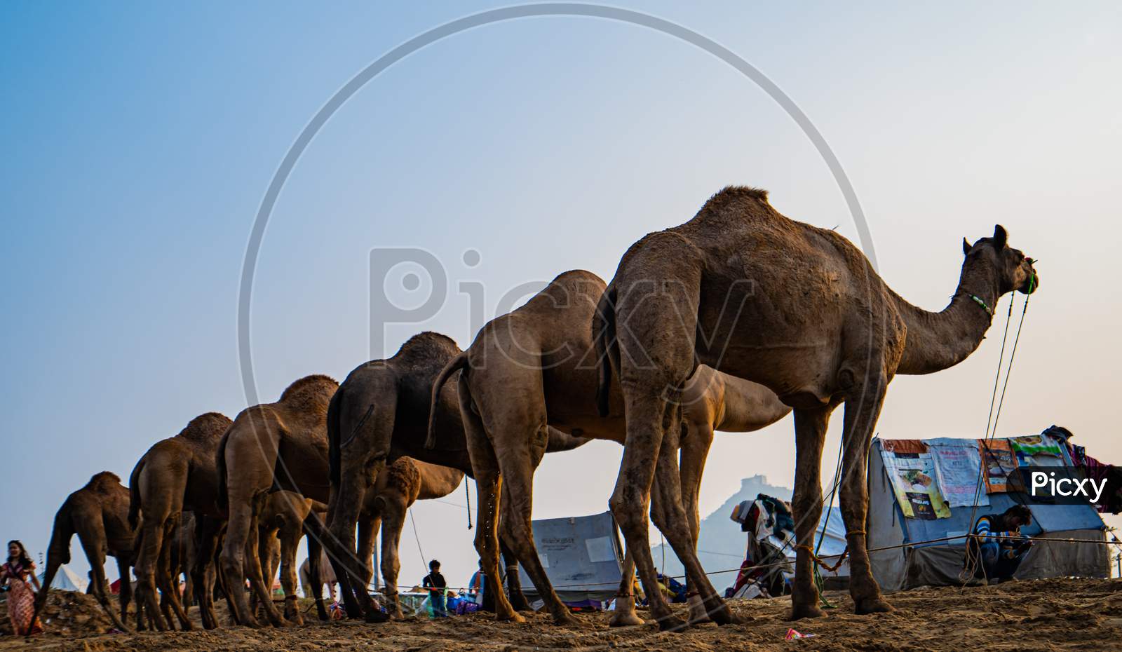 camels of pushkar cattle fair