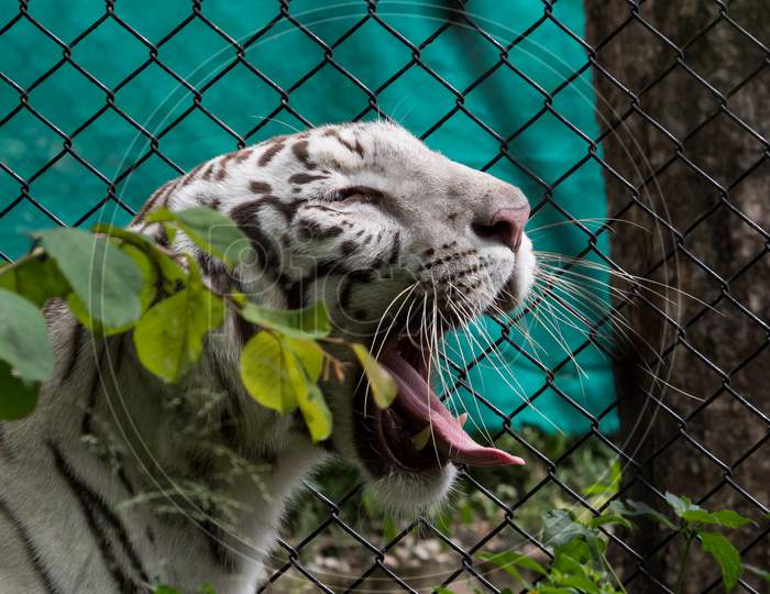 Tiger In a Zoo Cage