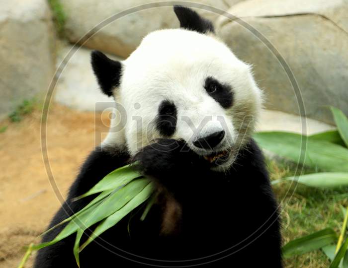 Panda eating food