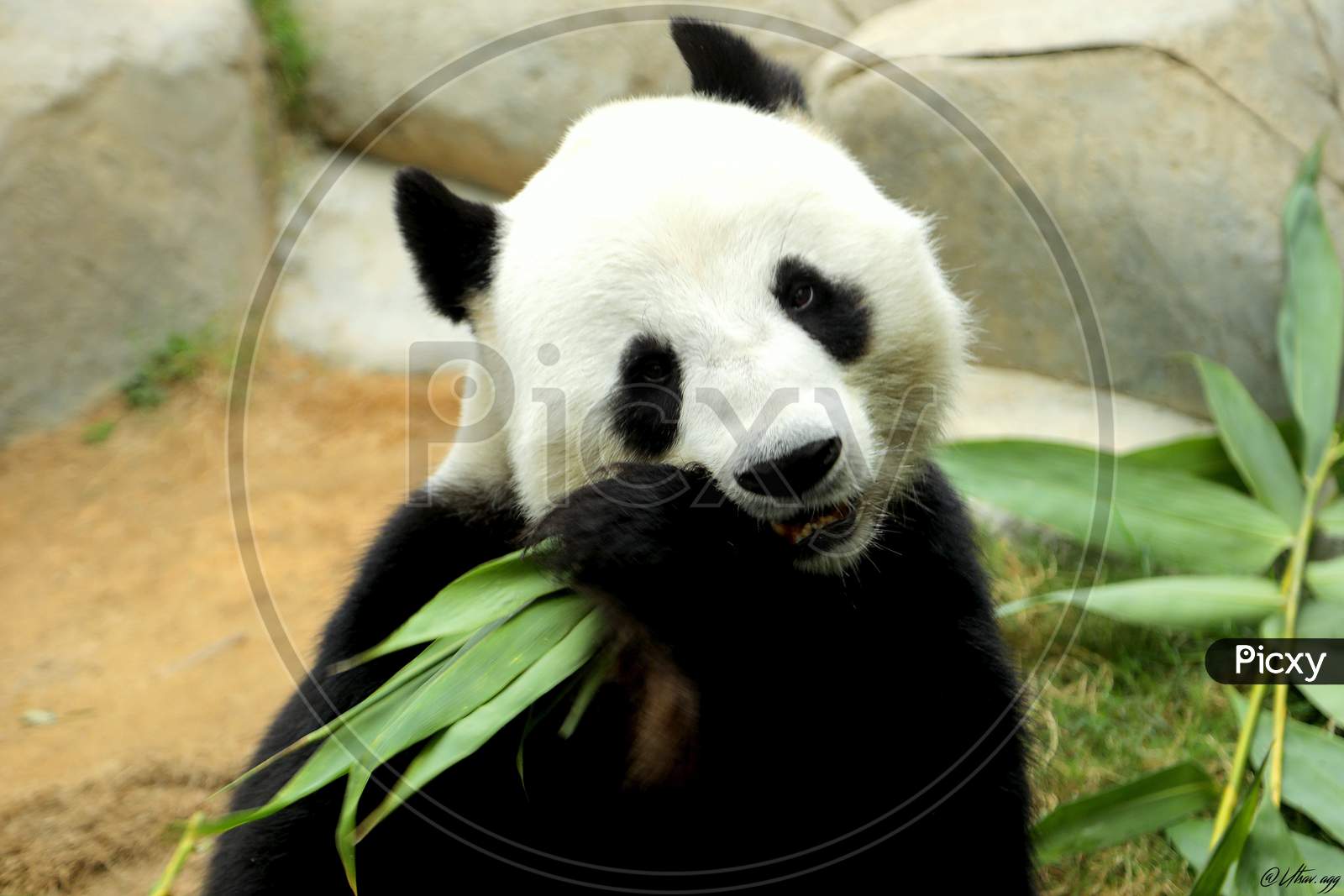 Panda eating food