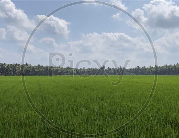 Paddy field on a sunny day