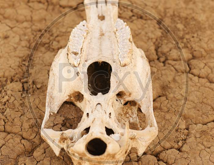 Close up of skull of an animal