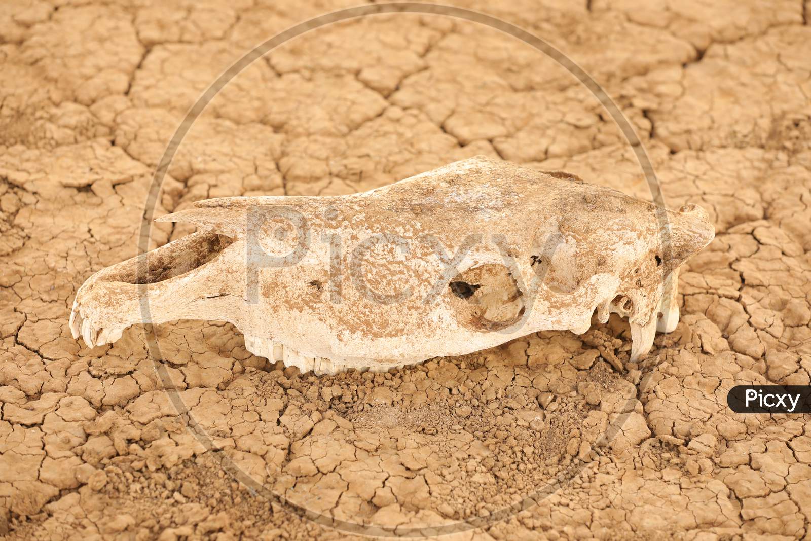 A remnant of skull of an animal