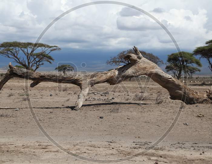 Dried Wooden Tree Log In Masai Mara National Conservatory, Kenya