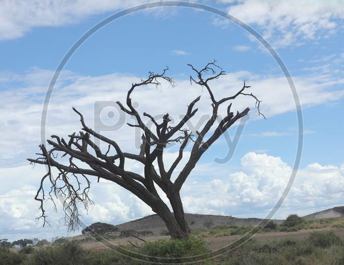 A Dried Tree Landscape of Kenya