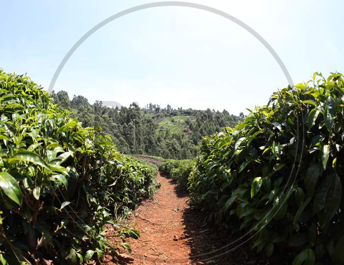 View of pathway of tea plantations of Kenya