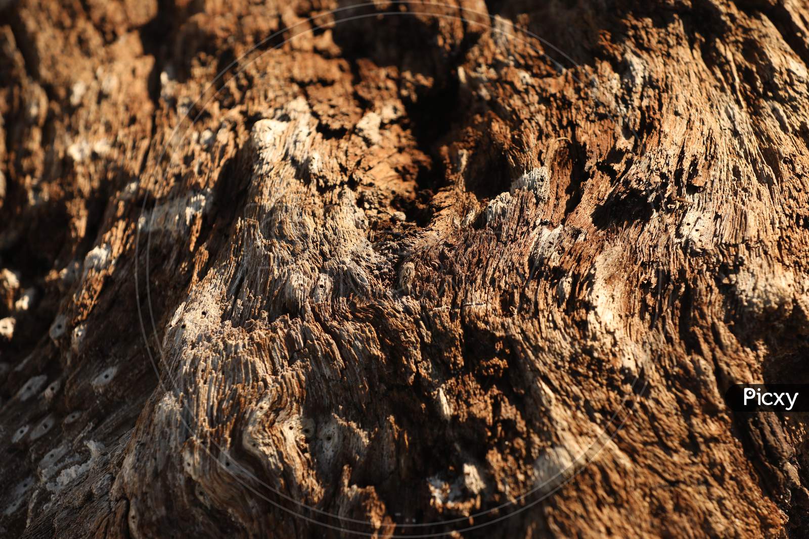 Texture of a wood plant of Kenya