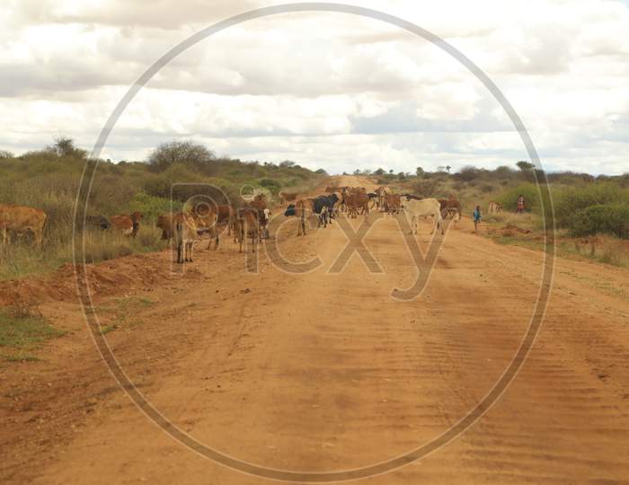 View of Kenya Cattle on the muddy road