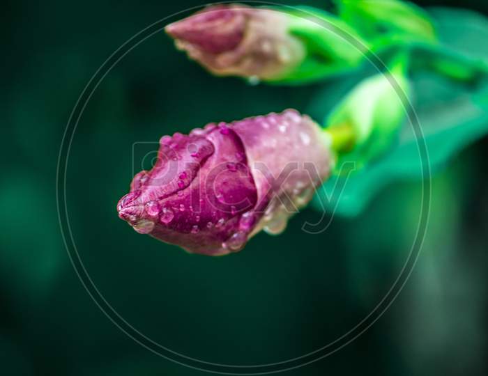 Pink Budding  Flower On Plant Closeup With Water Droplets