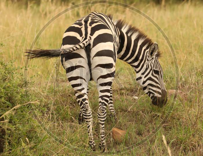 Rear view of Quagga Zebra
