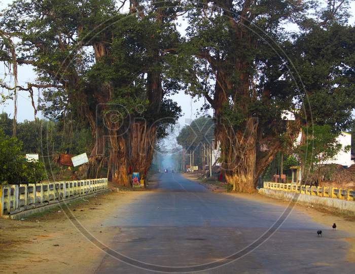 Rural Village Road With Canopy Of Tree