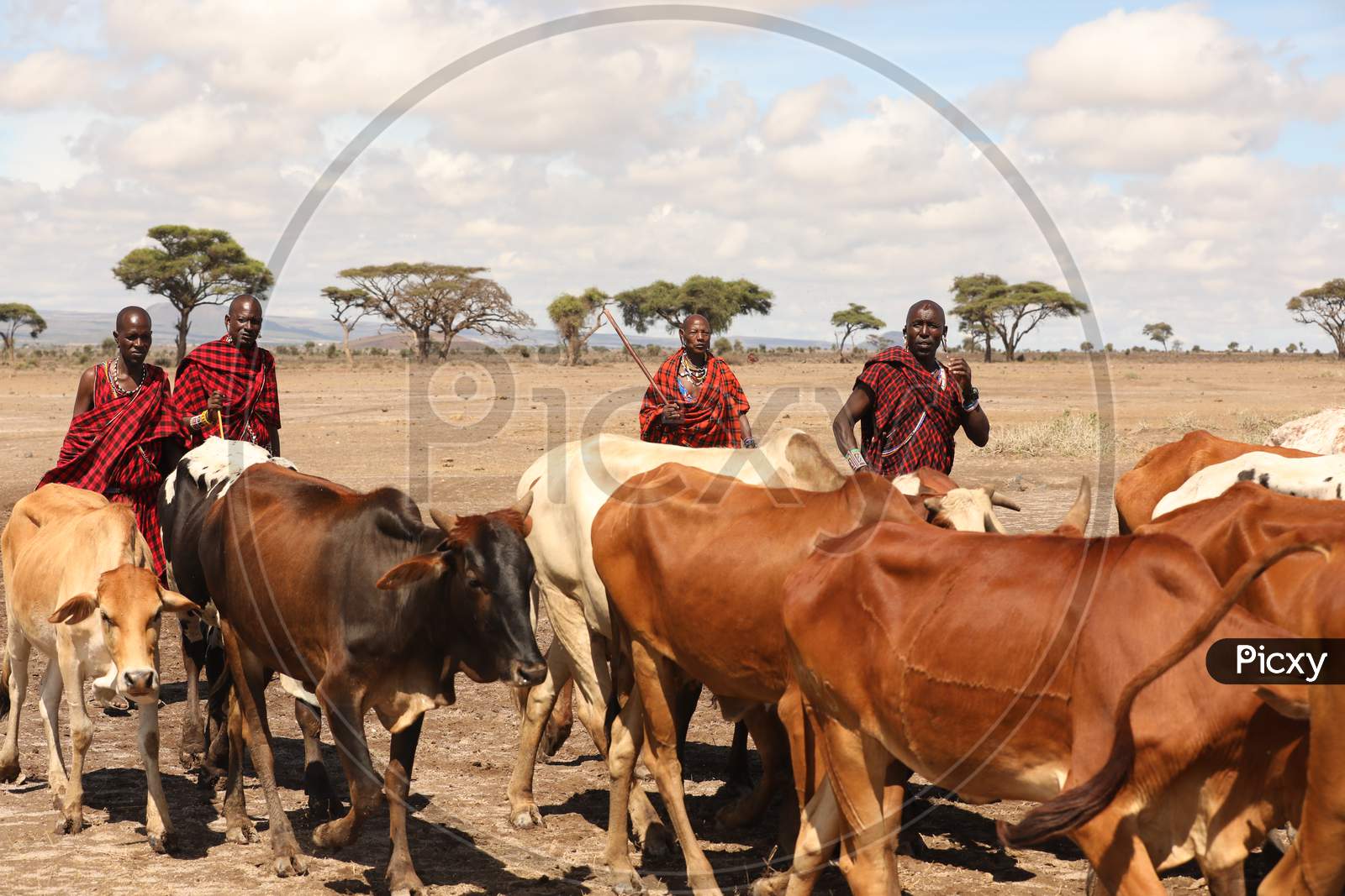 The Maasai And Their Sacred Cows: A Deep Dive Into The Cattle Herding ...