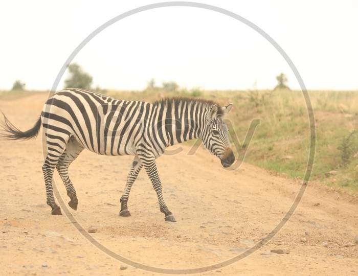 A Quagga Zebra crossing the dirt road
