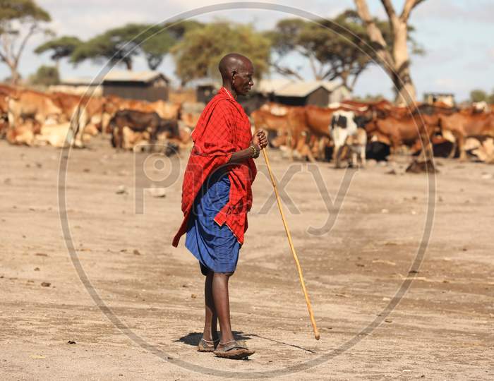 Maasai Tribal People Taking Cows For Grazing   In Masai Mara National Conservancy , Kenya