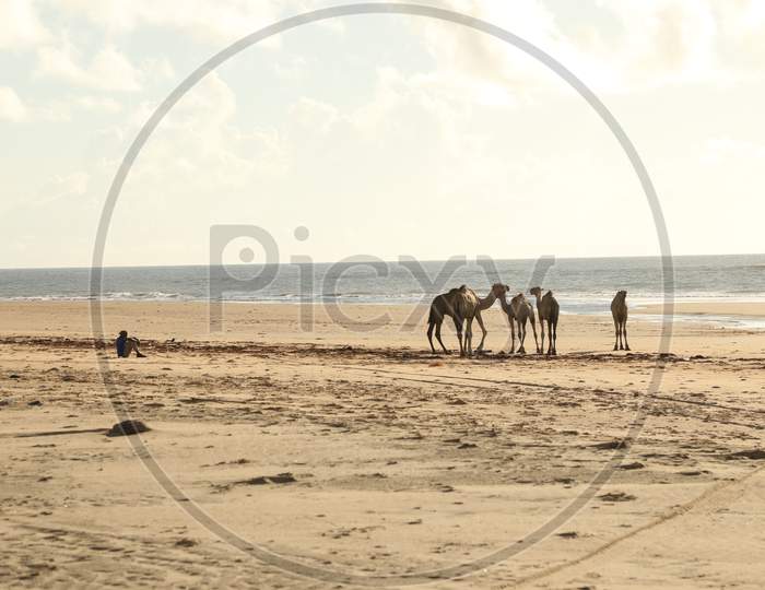 Camels on Sand Dunes At a Beach