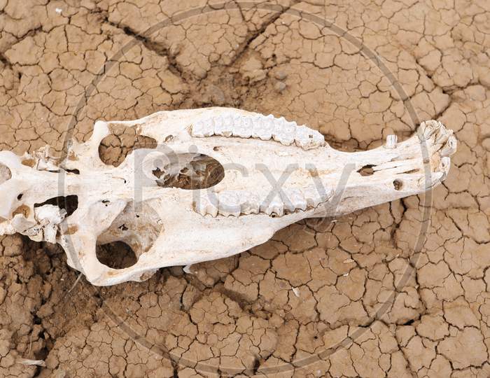 A Fossil in Kenya