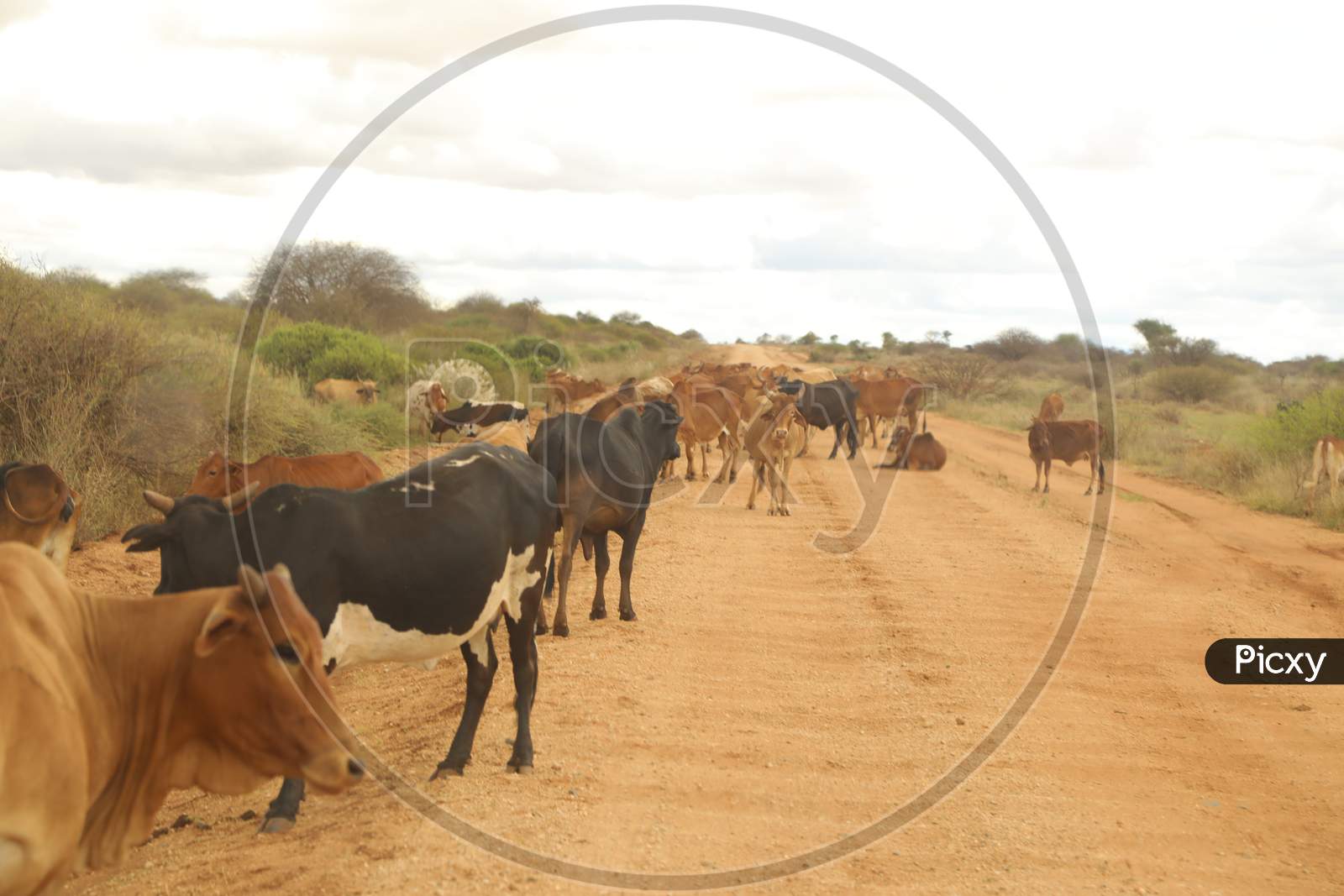 Kenya cows blocking the road