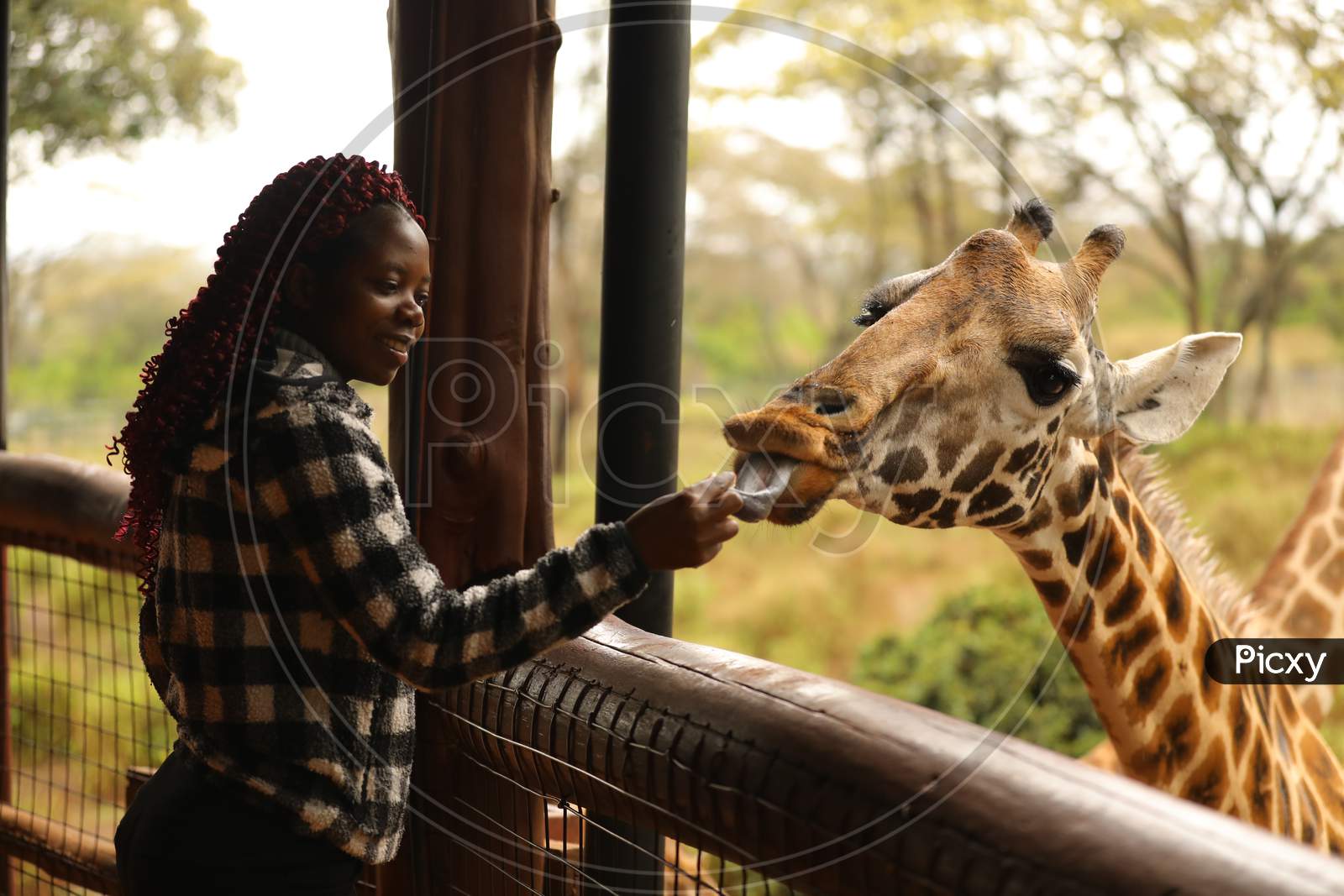 A  Giraffe  eating from the hand of a woman