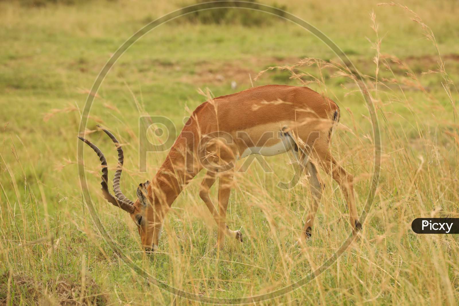 A Thomson's gazelle