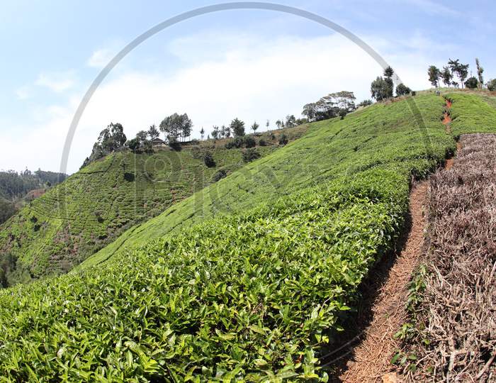 Kericho Tea Plantations of Kenya