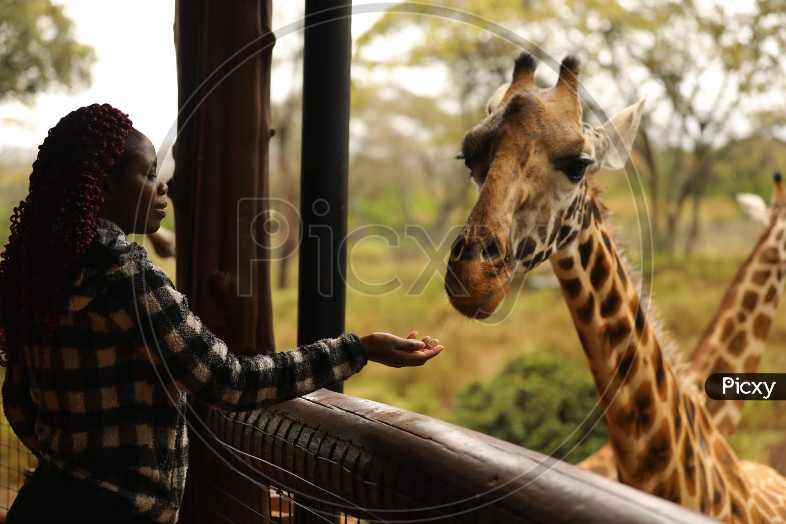 A Woman feeding  Giraffe in kenya