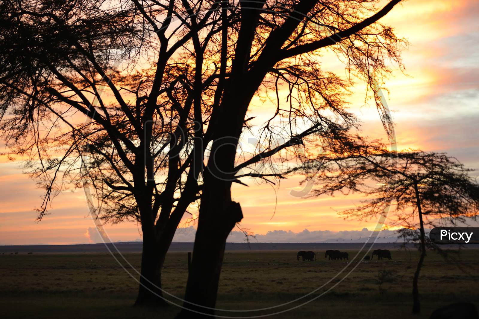 Sunset along the Kenya Natural Reserve Forest