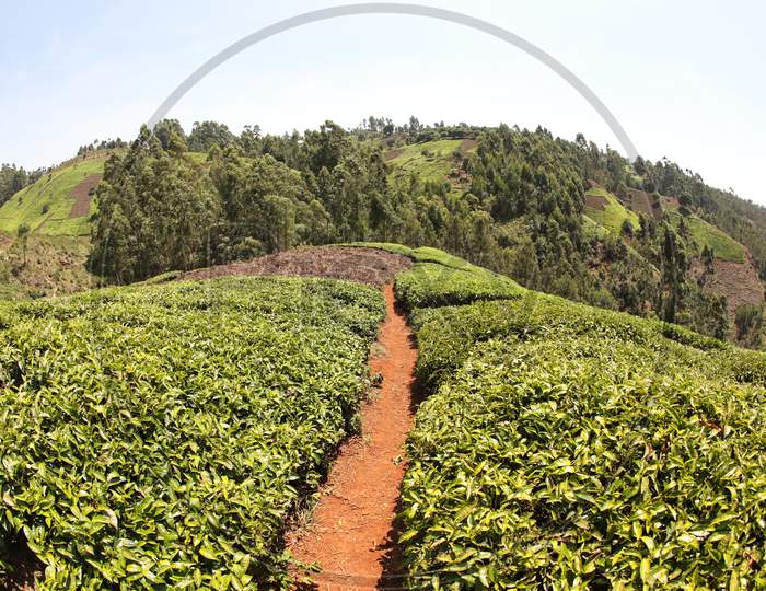 Pathway of Tea Plantations of Kericho
