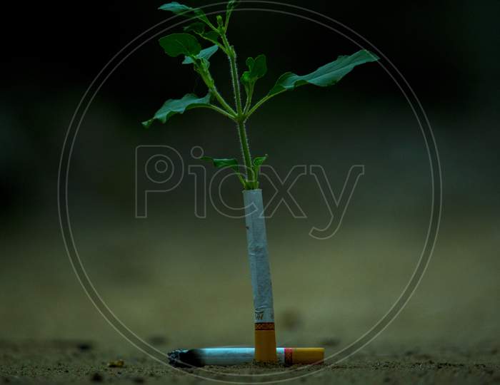 Plant Sapling In a Cigarette With Anti Smoking Awareness Message