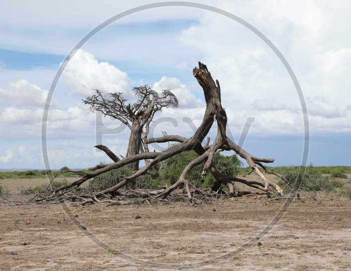Dried  Tree Stem In Masai Mara National Reserve , Kenya